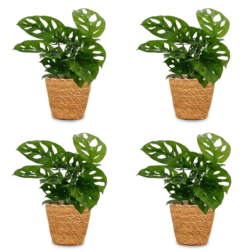 Green boutiQ - Monstera Adansonii - Monstera Adansonii - 4 Plants - with Basket - Pot 12cm - Height - 25cm
