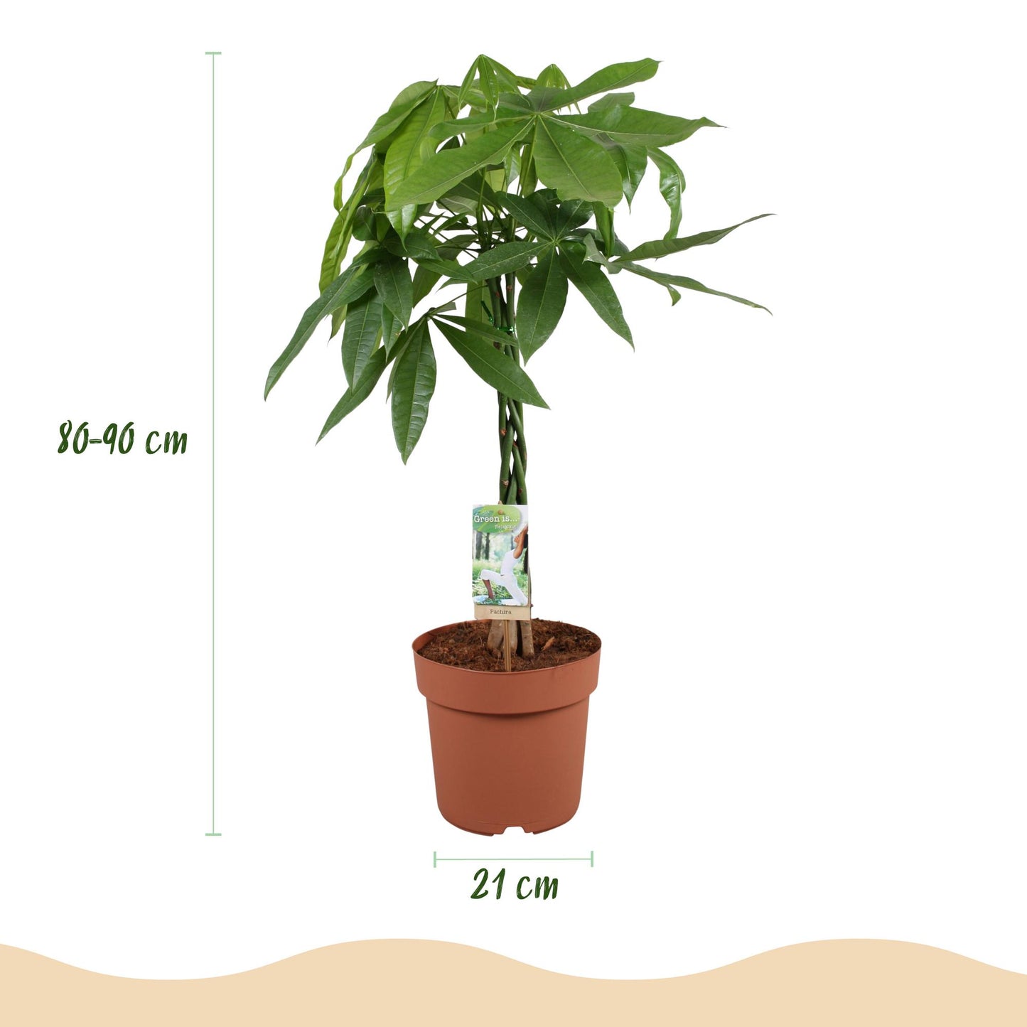 Green BoutiQ - Green is... Houseplants - Pachira Aquatica braided trunk - Money tree - Low maintenance - Green - 1 Plant - Pot 21cm - Height 80-90cm