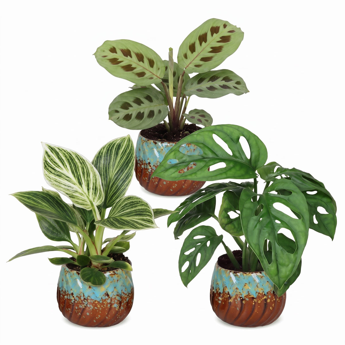 3x Baby Plants Surprise Box - Verrassingsbox kleine planten - Diversen - Tropisch - incl. Copper Reef - Ø6cm - ↕5-15cm