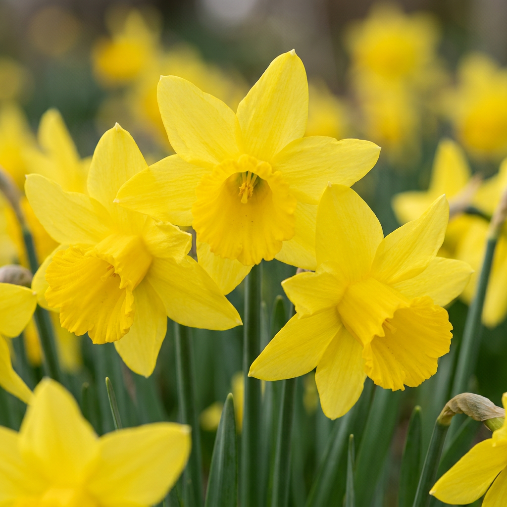 120x Narcissus February Gold - Februarigouden narcis - Geel - Voorjaarsbloeier - Bolmaat 10/12