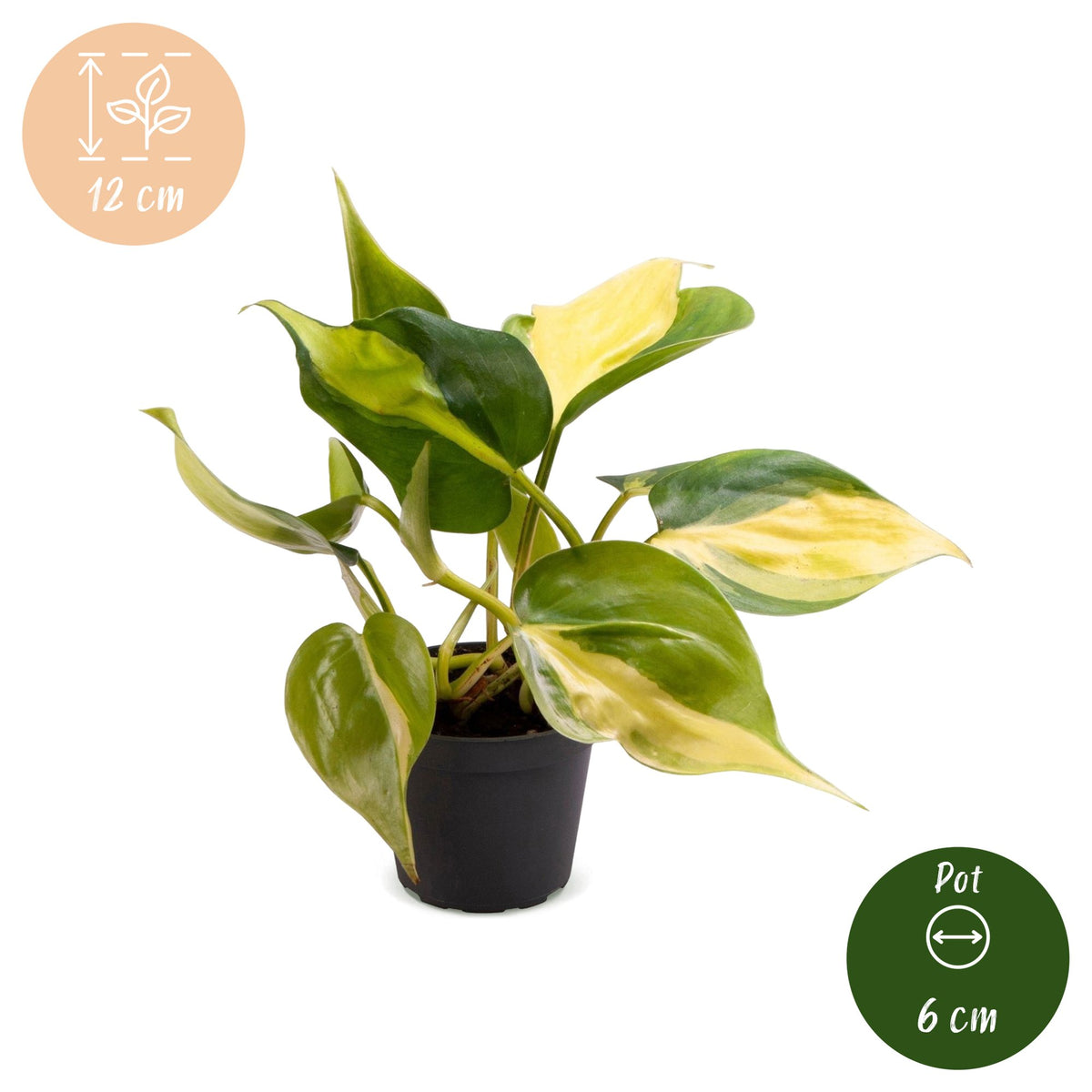 Philodendron Scandens Brazil - Heartleaf Philodendron Brazil - Green - Yellow - Tropical - Ø6cm - ↕12cm
