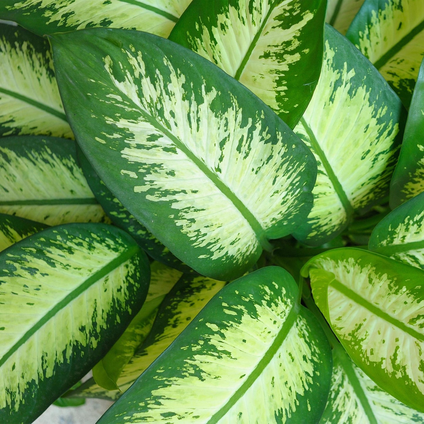 Green boutiQ - Houseplants - Dieffenbachia Tropic Snow - Dieffenbachia - Low maintenance - with Potter White - Variegated - 1 Plant - with Potter White - Pot 21cm - Height 90-100cm