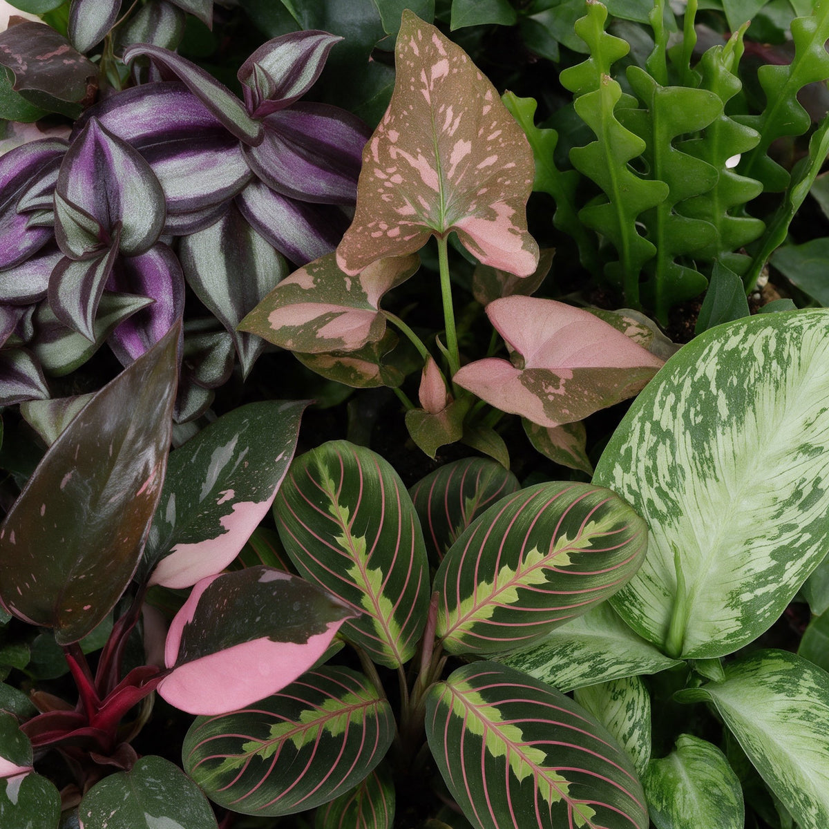 6x Baby Plants Surprise Box - Assorted small plants - Tropical - incl. Linnea Misty Blue - Ø6cm - ↕5-15cm
