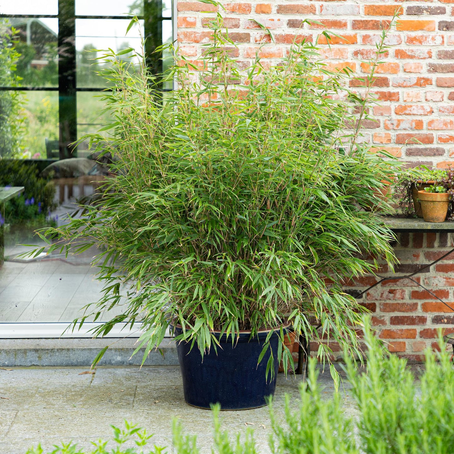 Green boutiQ - Grasses - Fargesia Rufa - Bamboo - Non-Invasive - Green - 1 Plant - Pot 23 cm - Height 80 cm