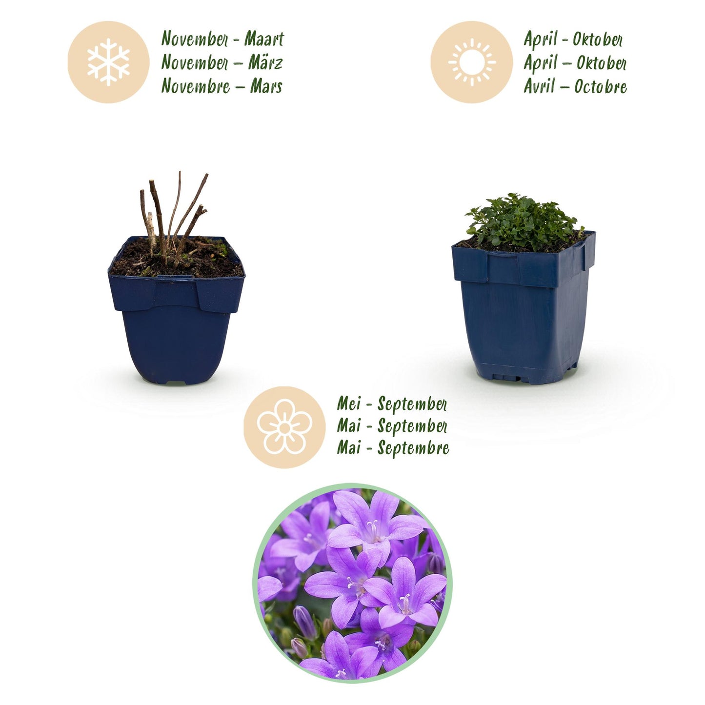 Green boutiQ - Plante vivace - Campanula portenschlagiana - Cloche à feuille de pêche - Couverture du sol - Rose - 12 Plantes - Pot 11cm - Hauteur 15-25cm