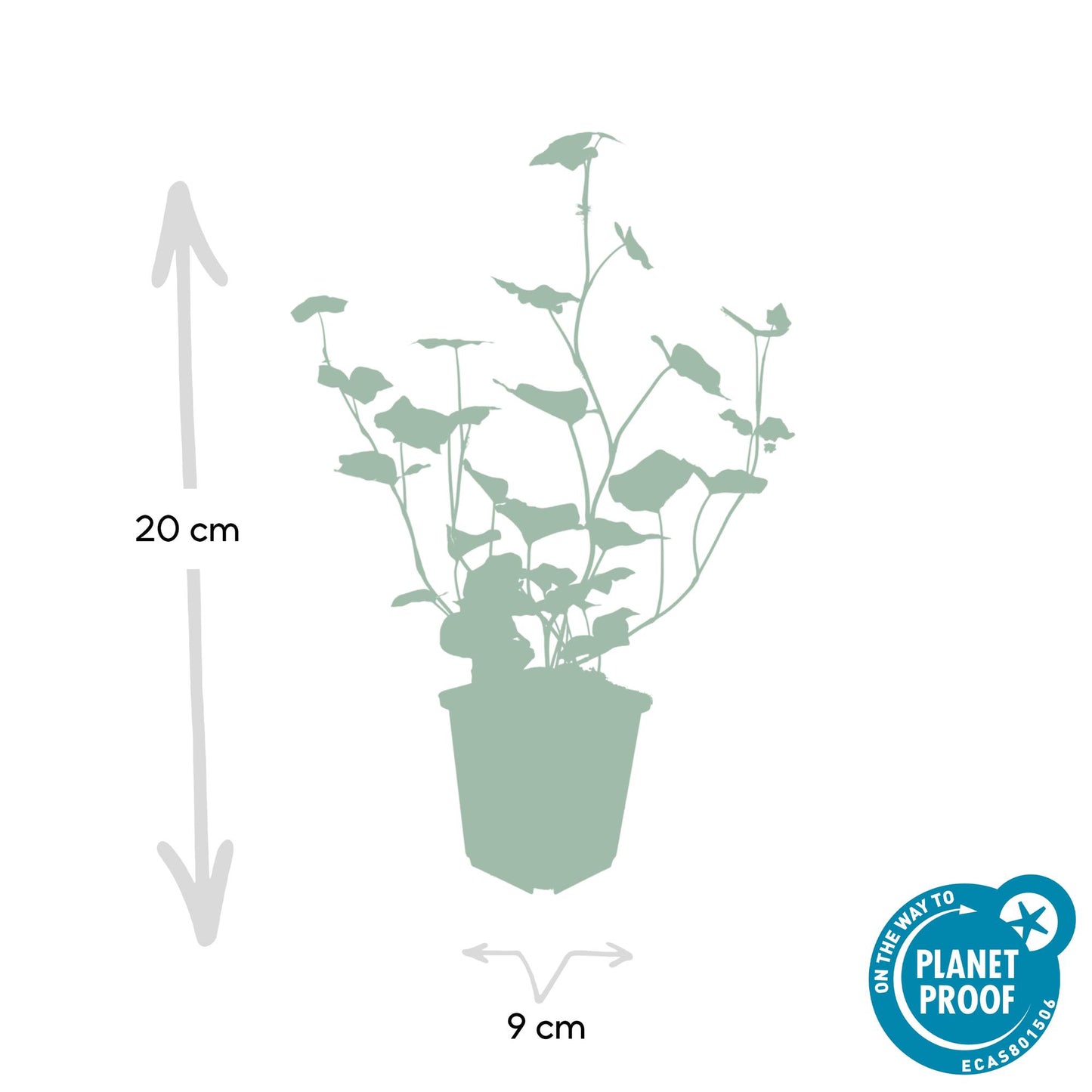 12x Ivy (Hedera Hibernica) - ↕10-25cm - Ø9cm