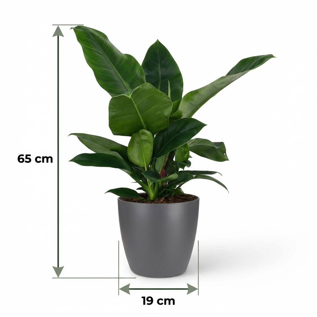 Green boutiQ - Houseplant - Philodendron - Philodendron Imperial Green - Green - Low Maintenance - 1 Plant - with Grey Potter - Pot 19cm - Height 65cm
