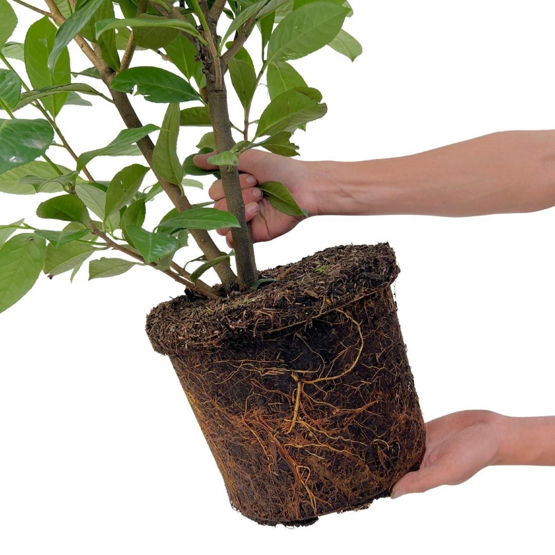 Large Cherry Laurel Plants Rotundifolia for 10 linear metres of hedge length | - 15L - 20x | ↨ 125-150 cm