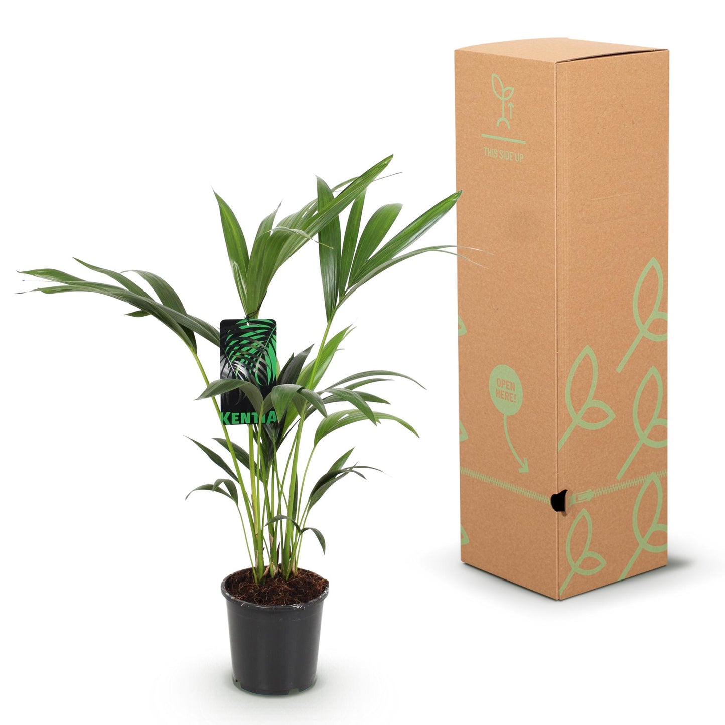 Green boutiQ - Houseplant - Howea Forsteriana - Kentia Palm - Low Maintenance - Green - 2 plants - Pot 17cm - Height 70-75cm
