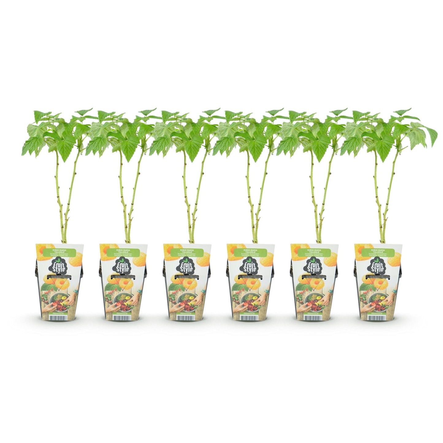 Fruitplanten - Framboos - Rubus idaeus Fallgold - Winterhard - 6 Planten - Pot 9 cm - Gele Framboos