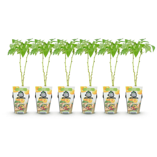 Fruitplanten - Framboos - Rubus idaeus Fallgold - Winterhard - 6 Planten - Pot 9 cm - Gele Framboos