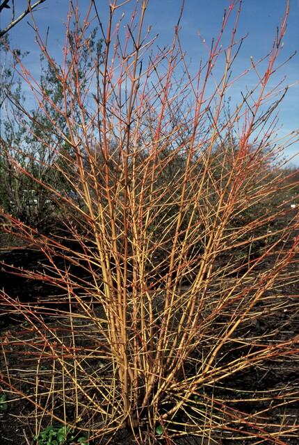 48x Cornus sang. 'Midwinter Fire' - ↕10-25cm - Ø9cm