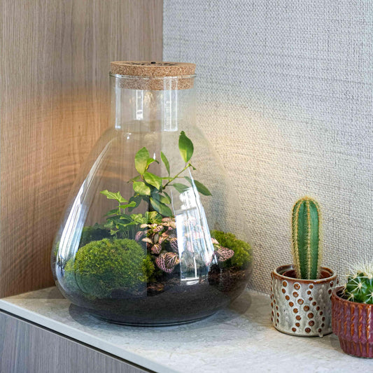 'LOVE MOM' terrarium Sam + gegraveerde kurk met licht - Fles terrarium DIY kit - Ø 24.5 cm ↑ 30 cm - Moederdag