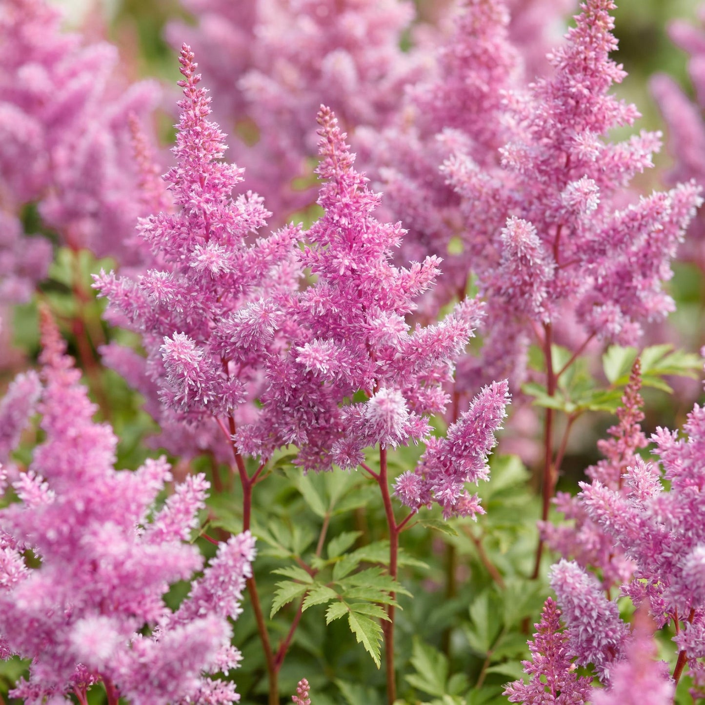 Green boutiQ - Plante vivace - Astilbe chin. Pumila - Spirea en panicule - Ombre - Violet - 12 Plantes - Pot 11cm - Hauteur 15-25cm