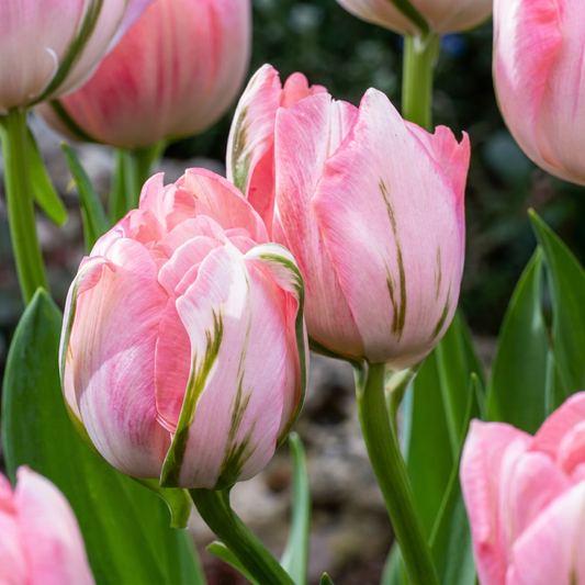96x Tulipa Double Pink - Double Pink Tulip - Pink - Spring flowering - Bulb size 11/12