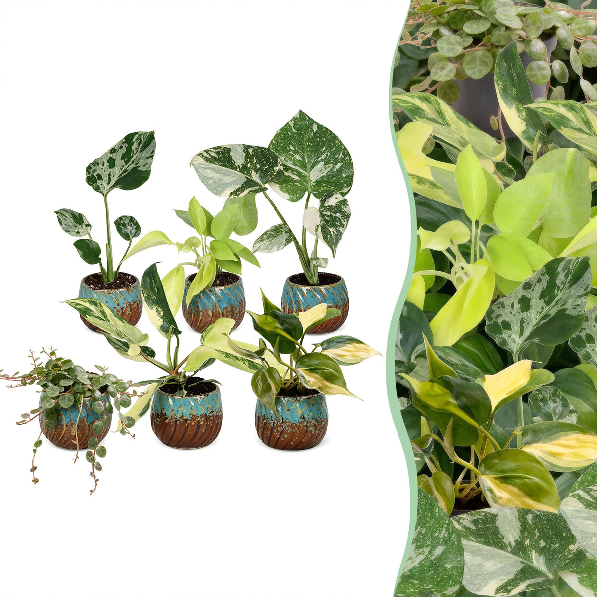 6x Baby Tropical Mix - Diversen - Tropisch - incl. Copper Reef - Ø6cm - ↕10-15cm
