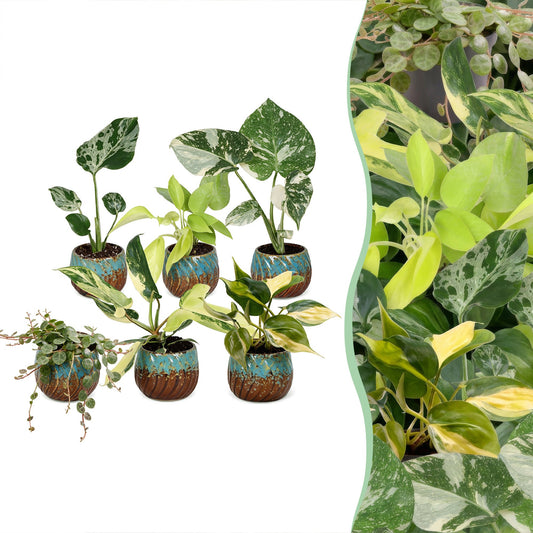6x Baby Tropical Mix - Couleurs variées - Tropicale - incl. Copper Reef - Ø6cm - ↕10-15cm