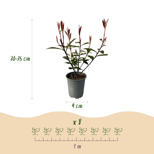 Green boutiQ - Haagplanten - Photnia fraseri Carre Rouge - blad rood groen - 8 planten - 1 strekkende meter - groenblijvend - pot 9cm hoogte 30-35cm