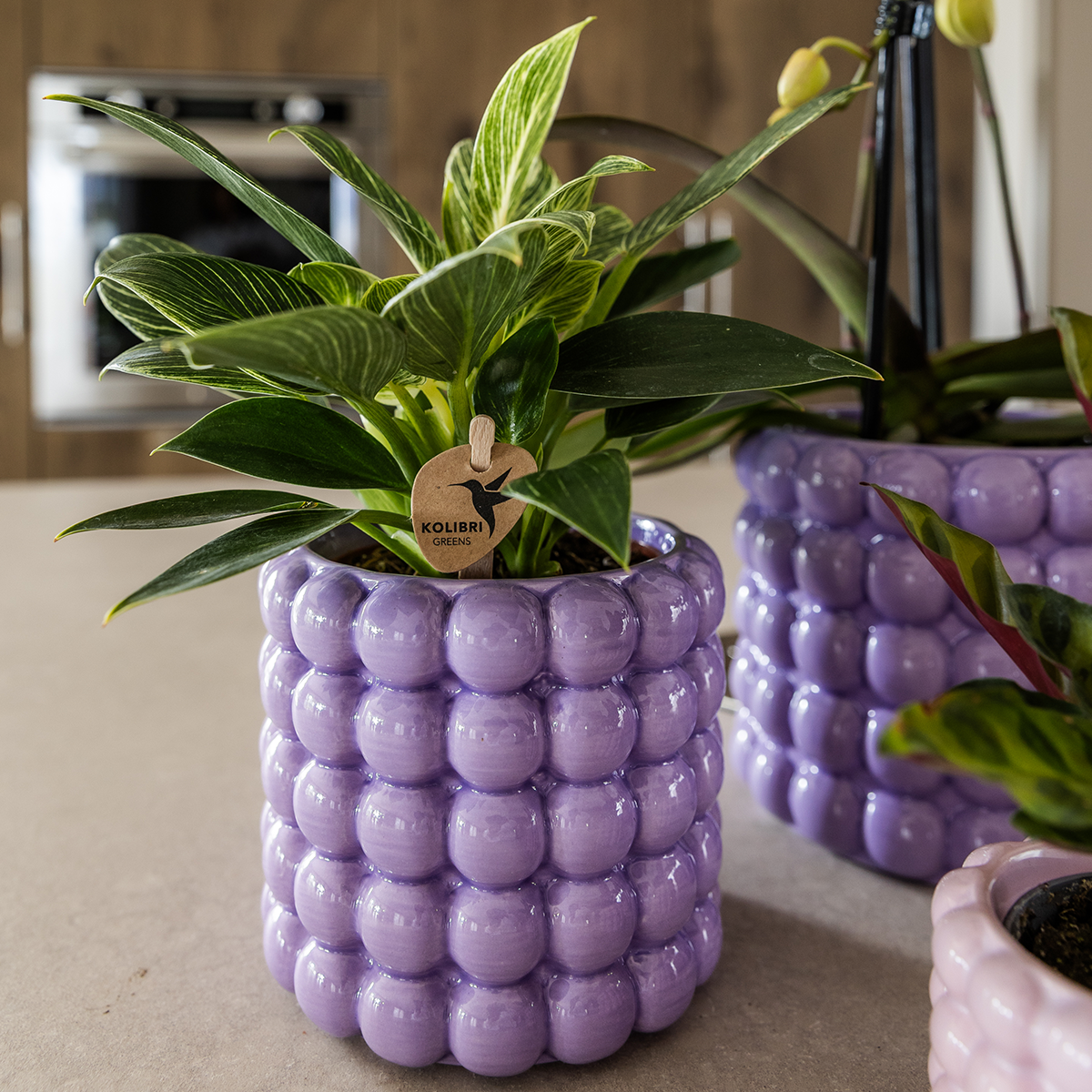 Kolibri Orchids | Plant Set Poppy Purple | White Lausanne orchid 12 cm + green plant 9 cm incl. decorative pots – fresh from the grower