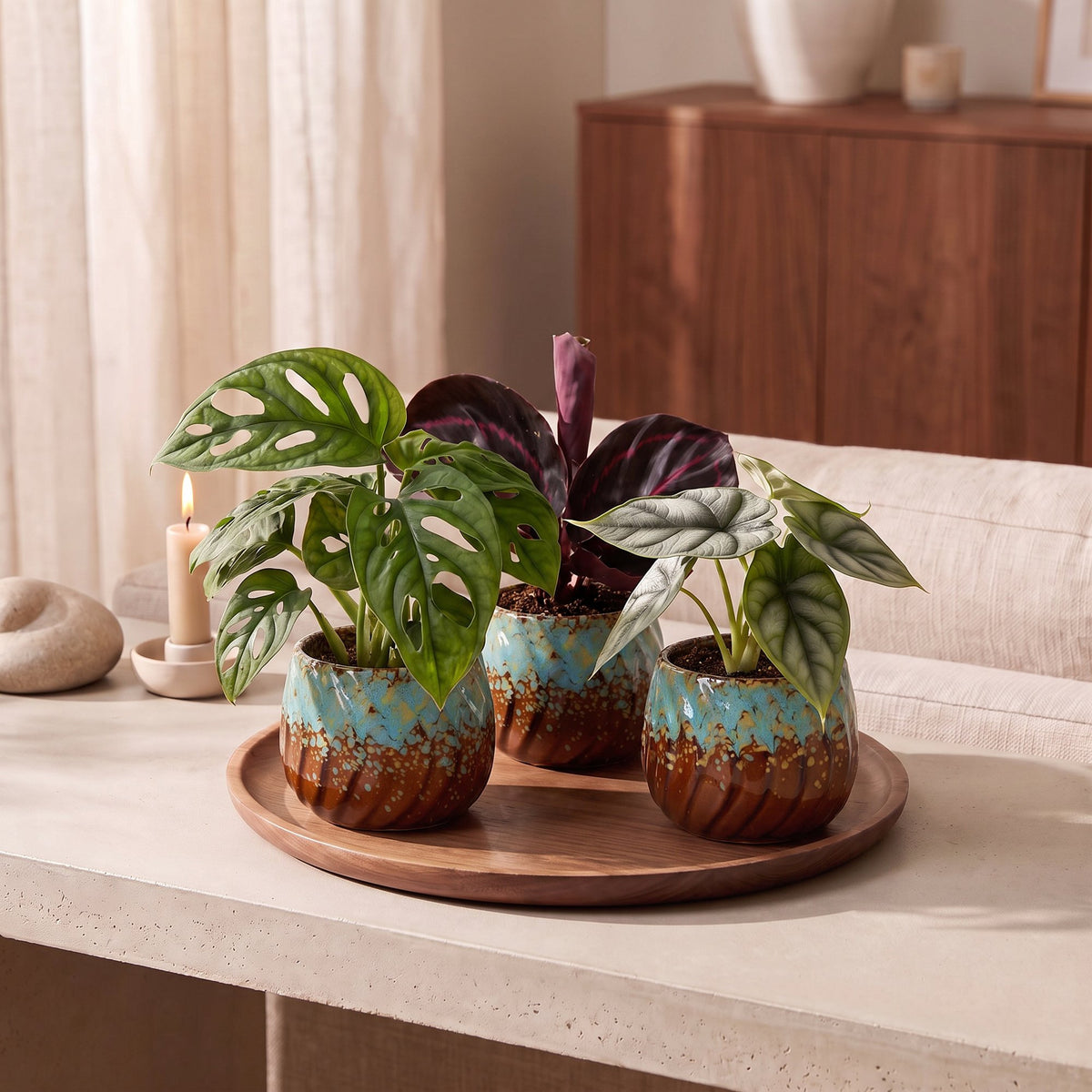 3x Baby Jungle Mix - Assorted - Tropical - incl. Copper Reef - Ø6cm - ↕10-15cm
