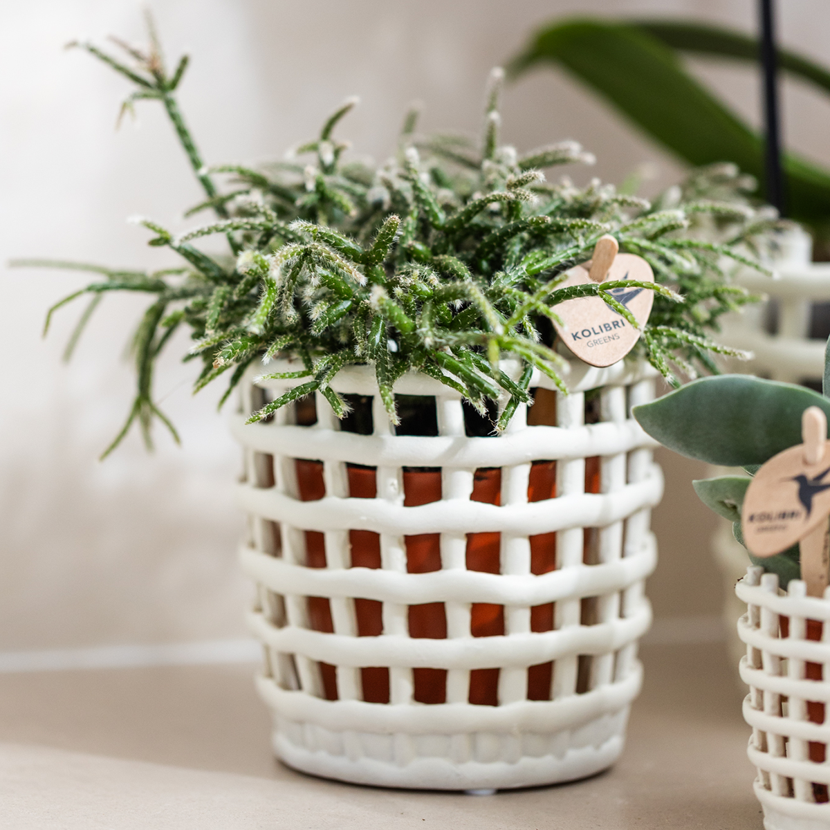 Kolibri Company | Plantenset Mesh White | Roze Niagara Falls orchidee 12 cm + groene planten incl. sierpotten – vers van de kweker