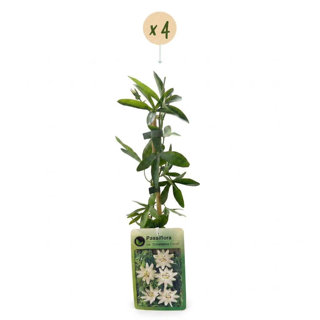 4x Passiflora ca. 'Constance Elliott' - Passiflora 'Constance Elliott' - Bianco - Pianta rampicante - Ø9cm - ↕35cm