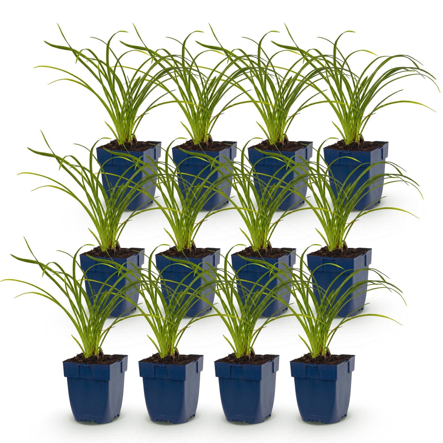 Green boutiQ - Plante vivace - Hemerocallis Stella d'Oro - Lis d'un jour - Attire abeilles et papillons - Jaune - 12 Plantes - Pot 11cm - Hauteur 15-25cm