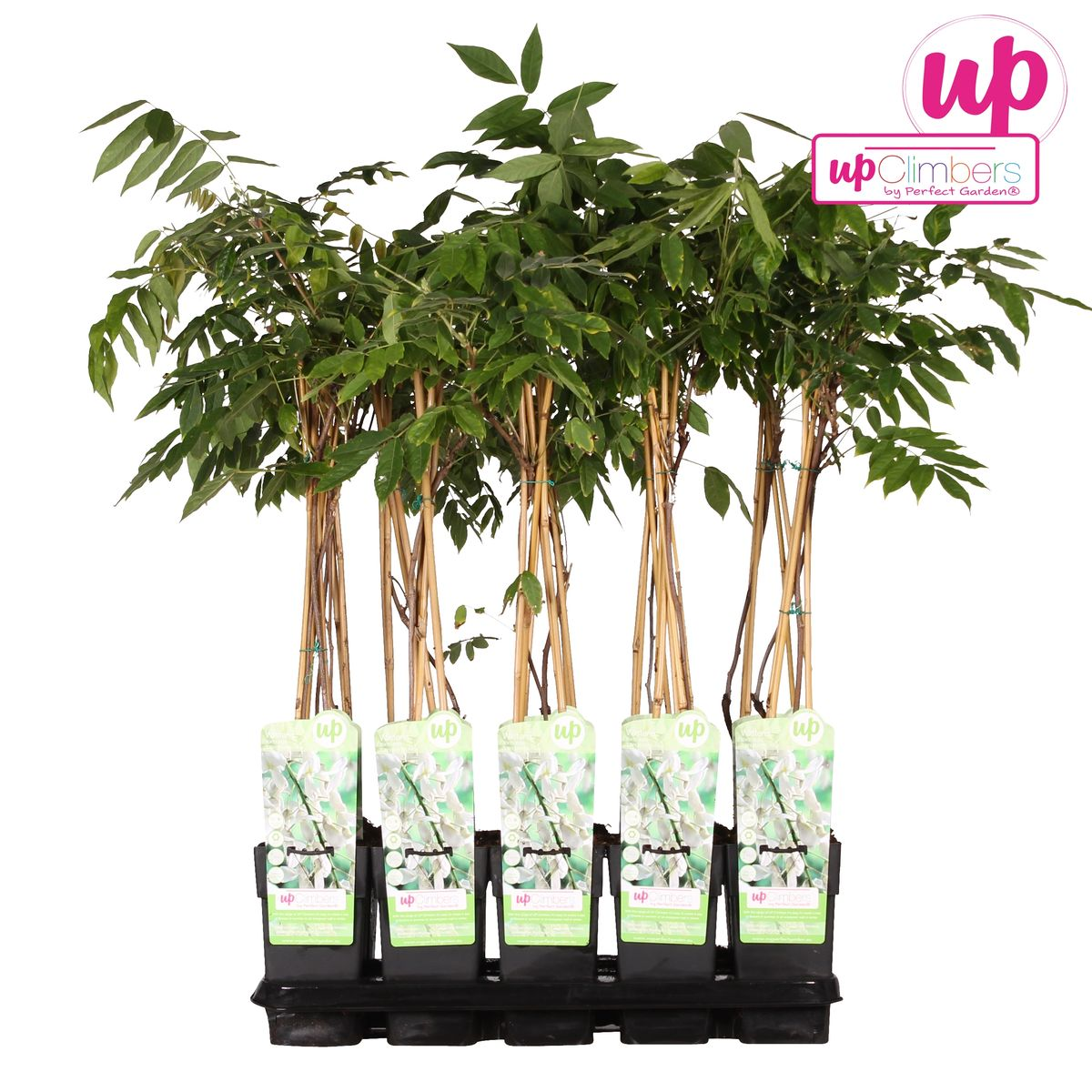 Wisteria floribunda Alba - White Wisteria - Ø15cm - ↕65cm