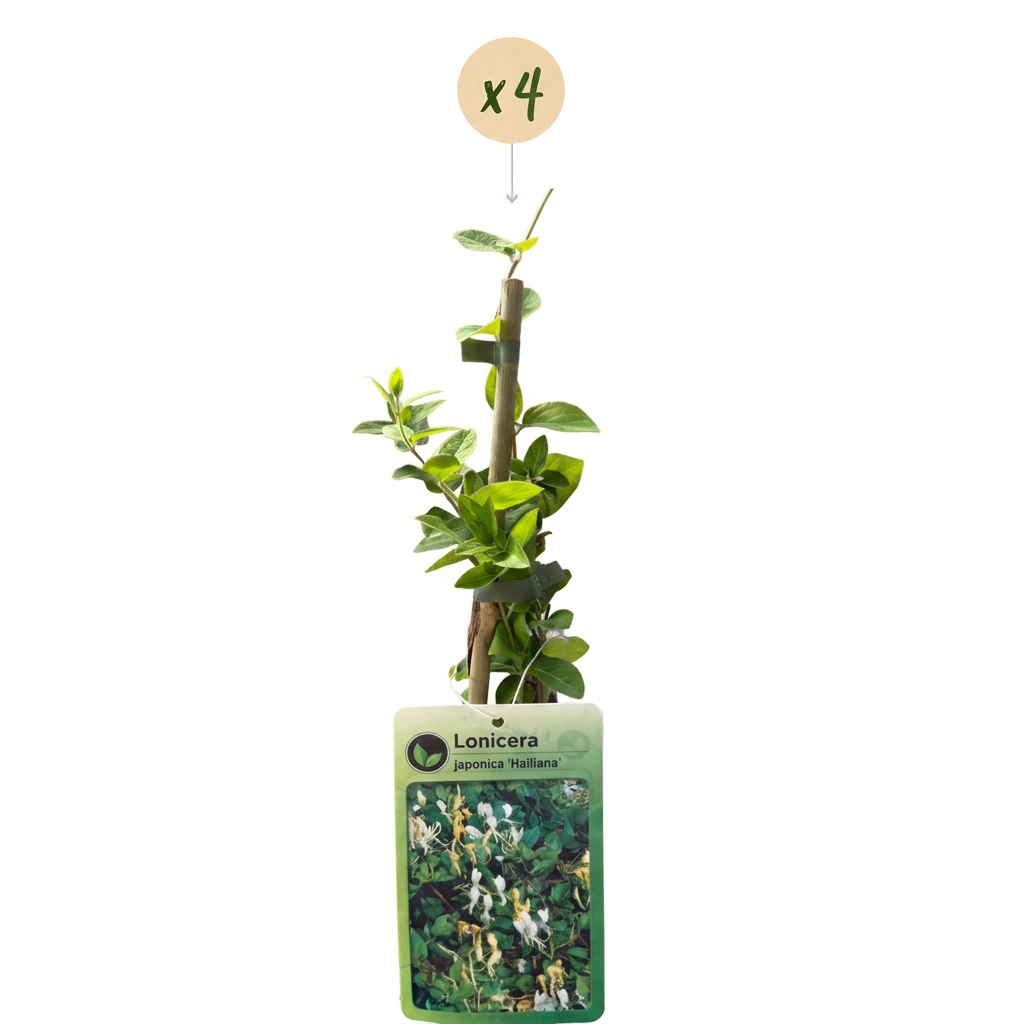 4x Lonicera jap. 'Halliana' - Japanese honeysuckle - White - Yellow - Climbing plant - Ø9cm - ↕35cm