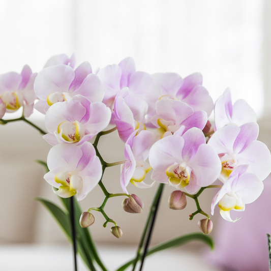 Orchidee colibrì | Set regalo grande per la festa della mamma | Pianta verde con orchidea Phalaenopsis rosa in vasi decorativi Simplicity rosa su piatto di bambù