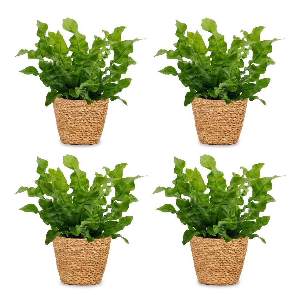 Green boutiQ - Asplenium Crispy Wave - Crispy Wave Fern - 4 Plants - with Basket - Pot 12cm - Height - 30cm
