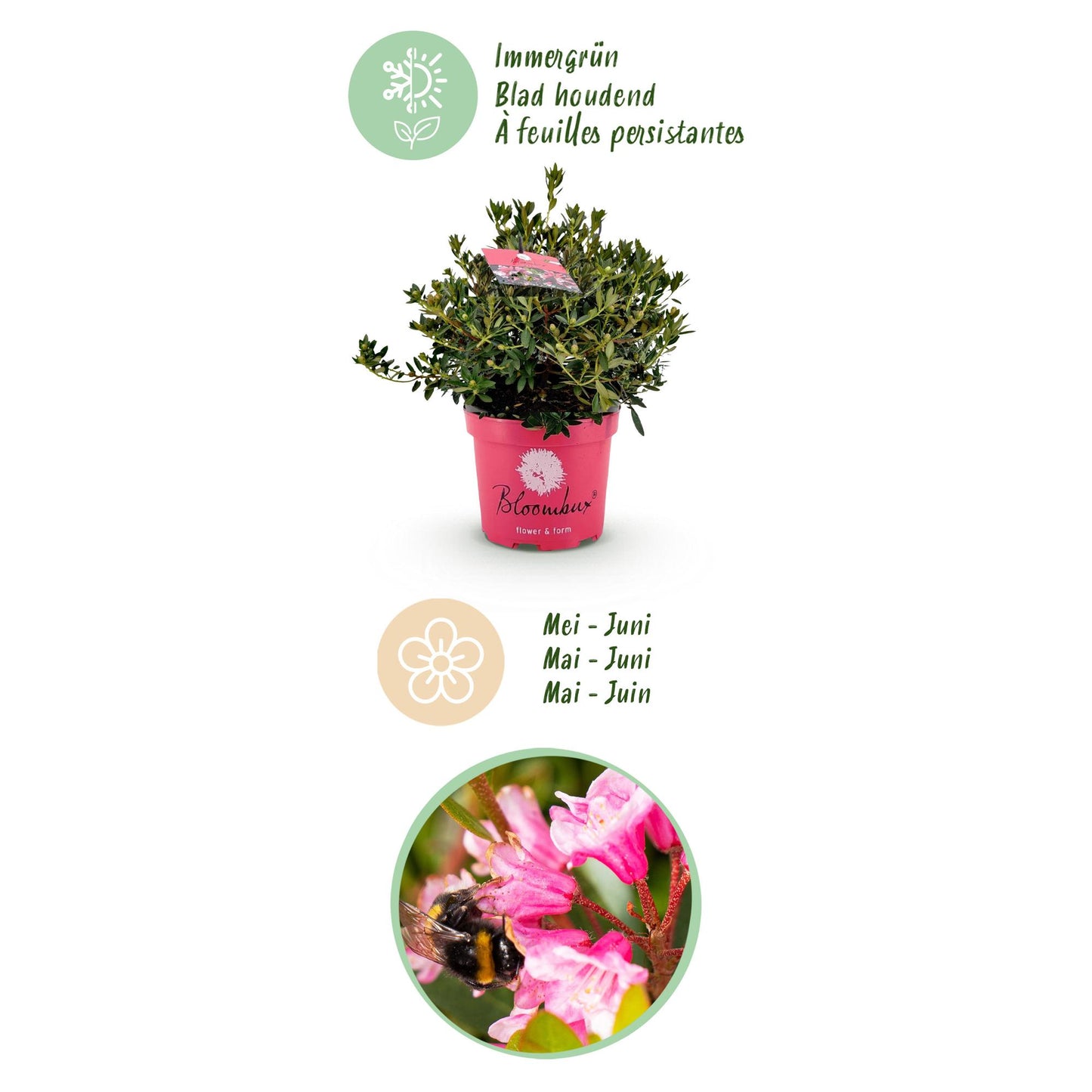 Green boutiQ - Dwarf Rhododendron - Rhododendron Bloombux Magenta - Flowering Boxwood - Low Maintenance - Pink Flower - 1 Plant - Pot 23cm - Height 45-55cm