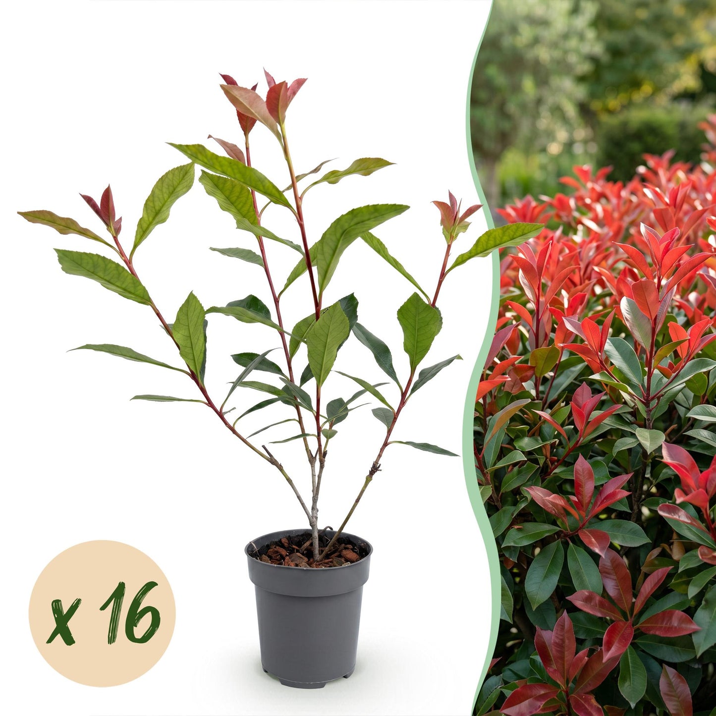 Green boutiQ - 16x Photinia fraseri Carre Rouge - Glossy Mispel - Hedge Plants - Evergreen - Red - Pot 9cm - Height 25-35cm