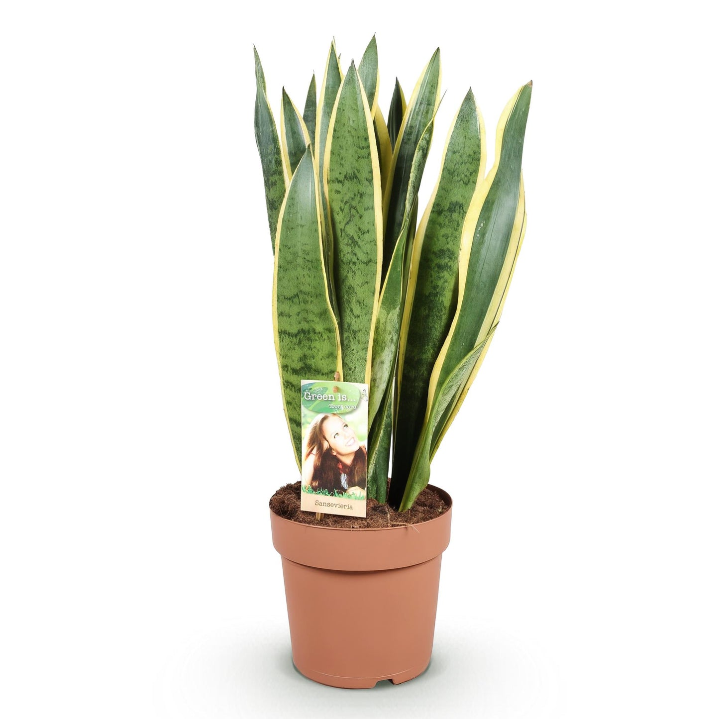 Green is... Kamerplanten - Sansevieria Laurentii - Vrouwentong - Weinig onderhoud - Groen - 1 Plant - Pot 21cm - Hoogte 70-80cm
