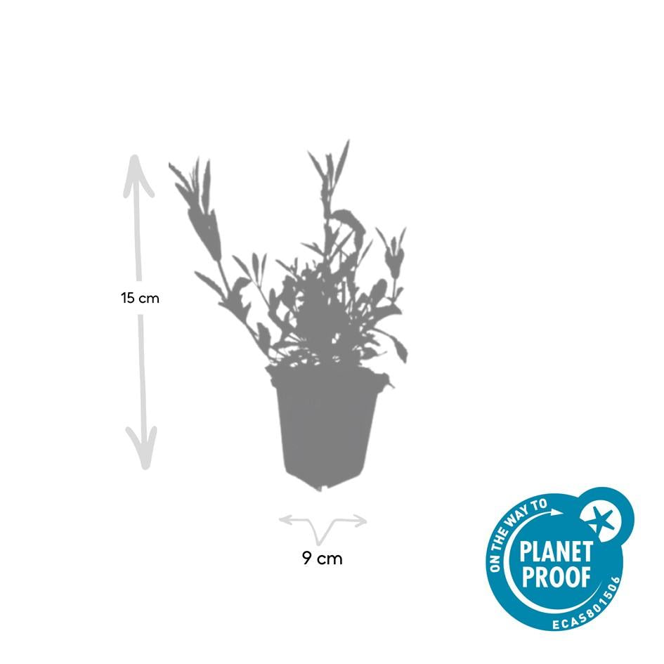 48x Verbena bonariensis - ↕10-25cm - Ø9cm