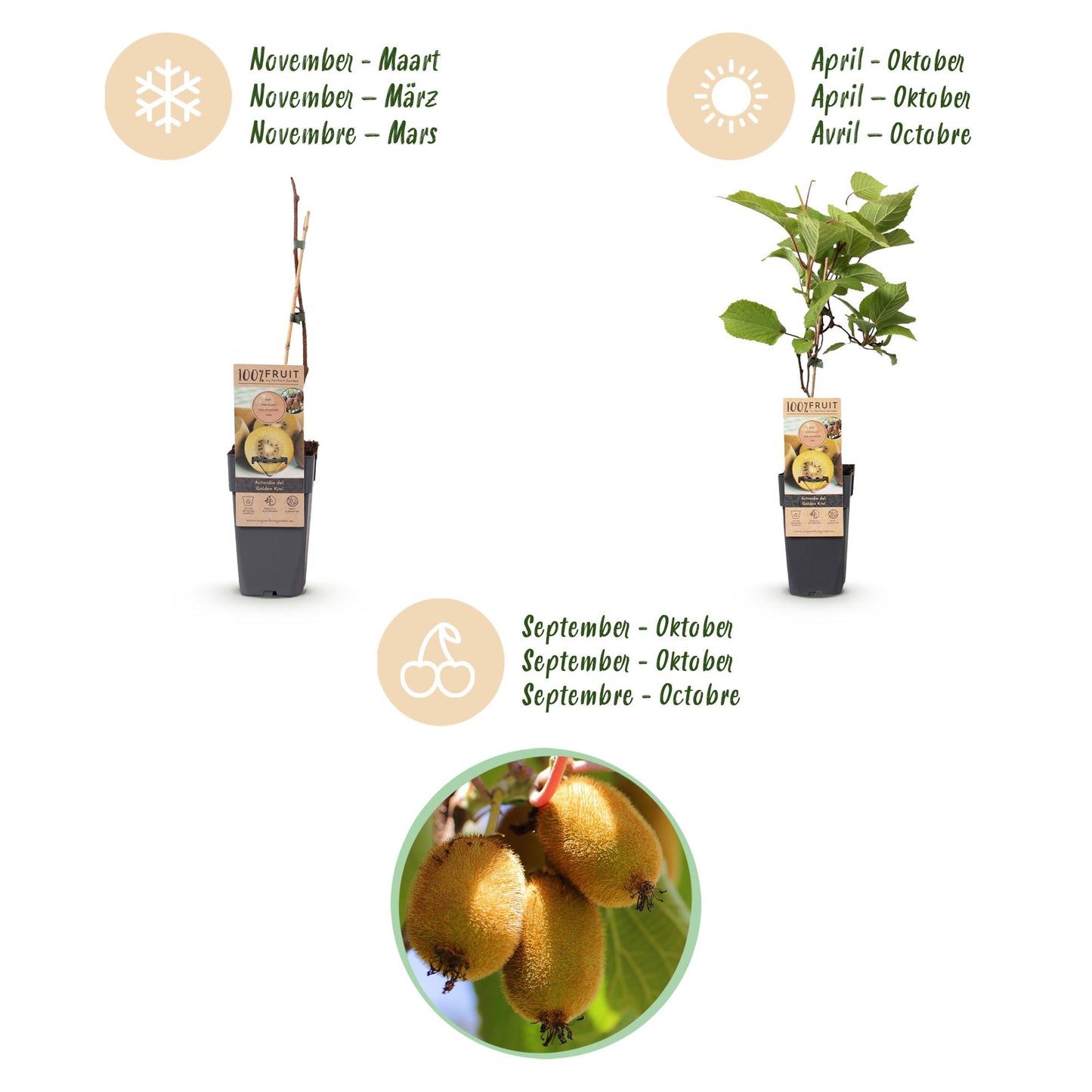 Fruitplant - Actinidia Weiki & Golden Kiwi - Kiwiplant - 1 Mannelijke - 1 Vrouwelijke - Planten - Geel - Pot 15cm - Hoogte 50cm