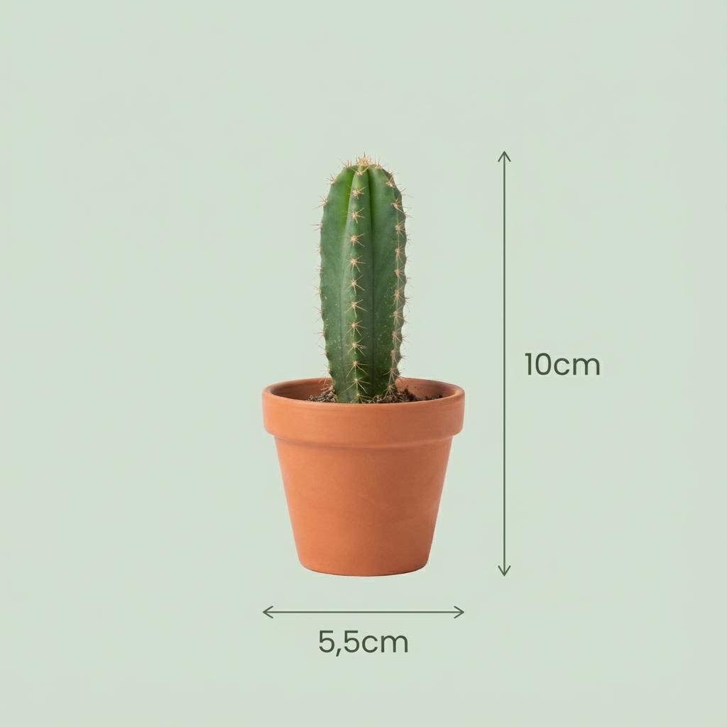 Mini Cactus Mix - 12 Pezzi - Ø 8,1 cm - Altezza: 5-10 cm - Vasi in terracotta