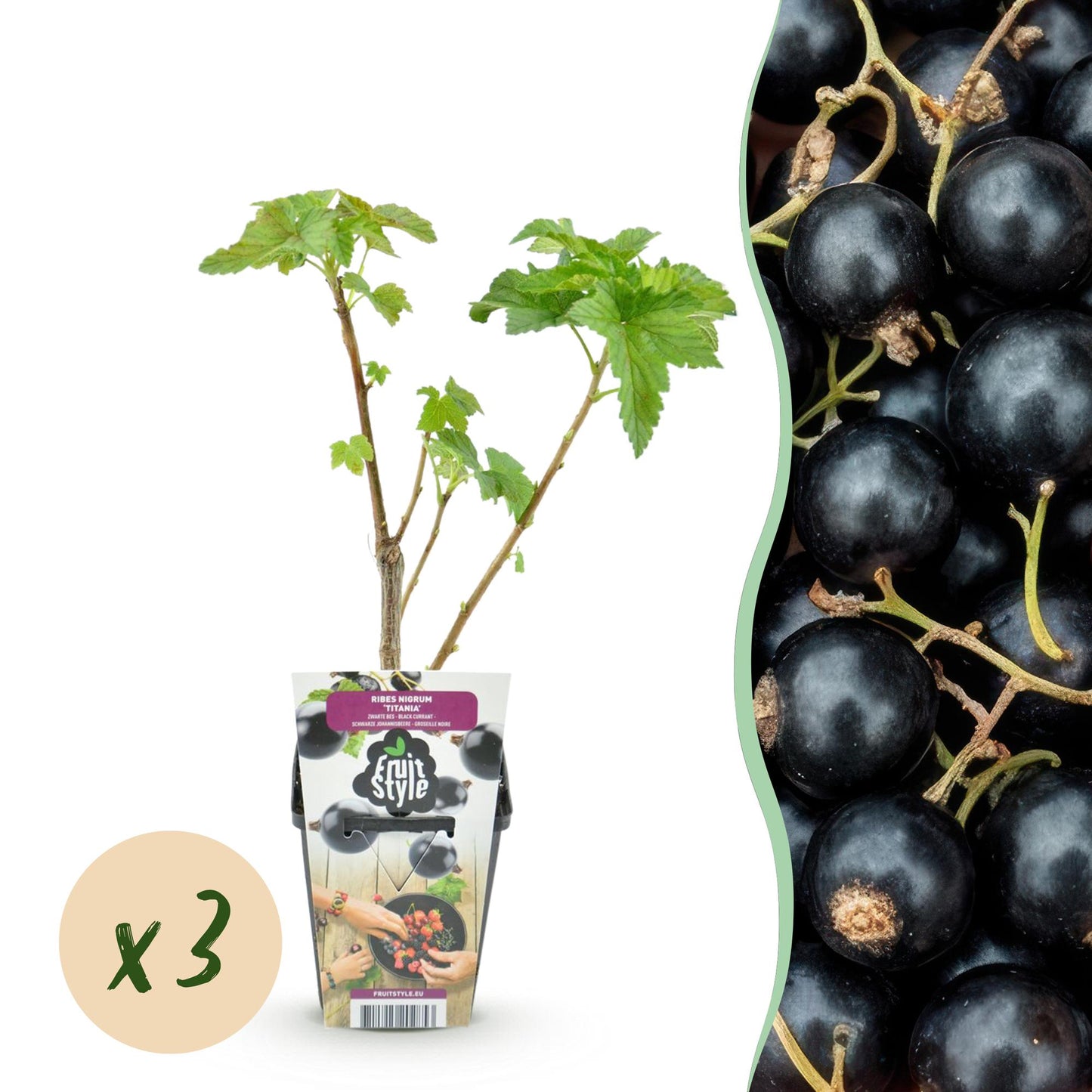 Fruitplanten - Zwarte Bes - Ribes nigrum Titania - Winterhard - 3 Planten - Pot 9 cm - Zwarte Bes