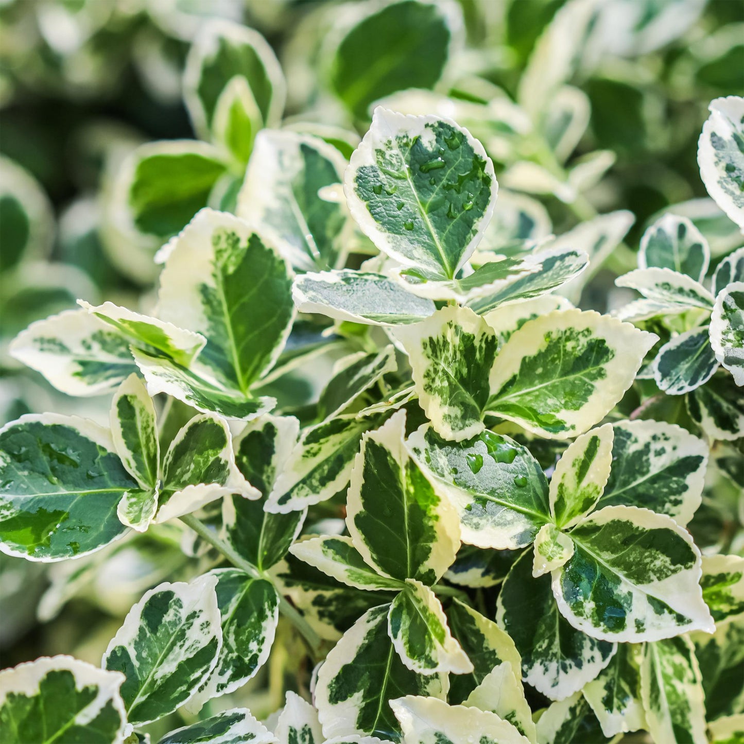 Green boutiQ - Plant op Stam - Euonymus fortunei Emerald Gaiety -Terras Plant - Bladhoudend - Winterhard - Groen-Grijs Blad - Pot 19cm Hoogte 90cm