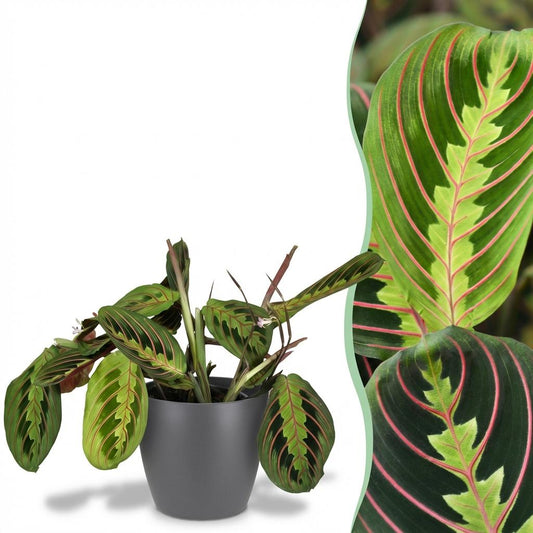 Kamerplant - Maranta Fascinator Tricolour - Gebedsplant - Huisdiervriendelijke Plant - Groen - 1 Plant - met Potter Grijs - Pot 12cm - Hoogte 25cm