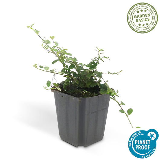 6x Cotoneaster pr. 'Queen of Carpets' - ↕10-25cm - Ø9cm