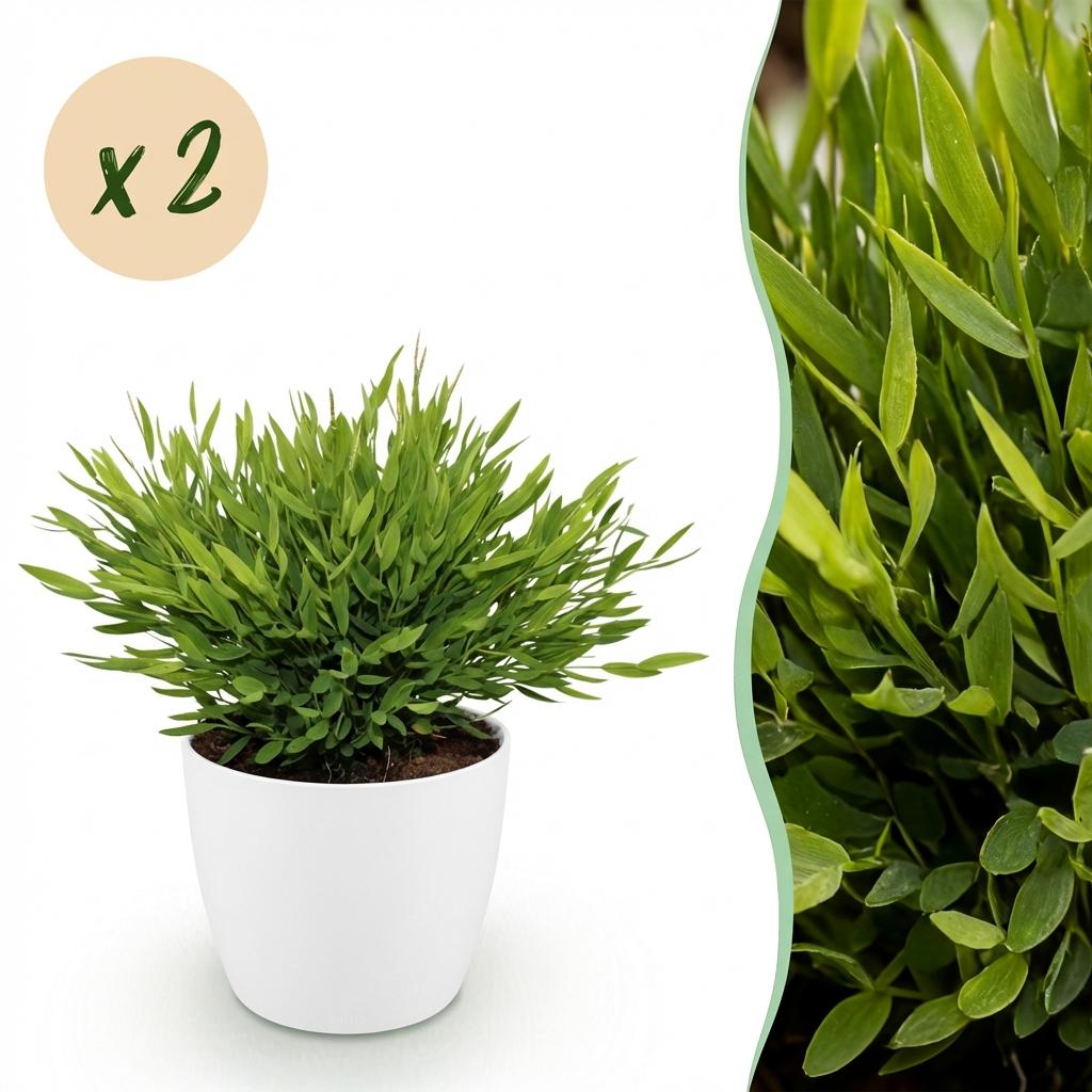 Houseplant - Bamusa Pogonatherum Monica - Bamboo Grass - Pet-Friendly Plant - Green - 2 Plants - with White Pot - Pot 12cm - Height 20cm