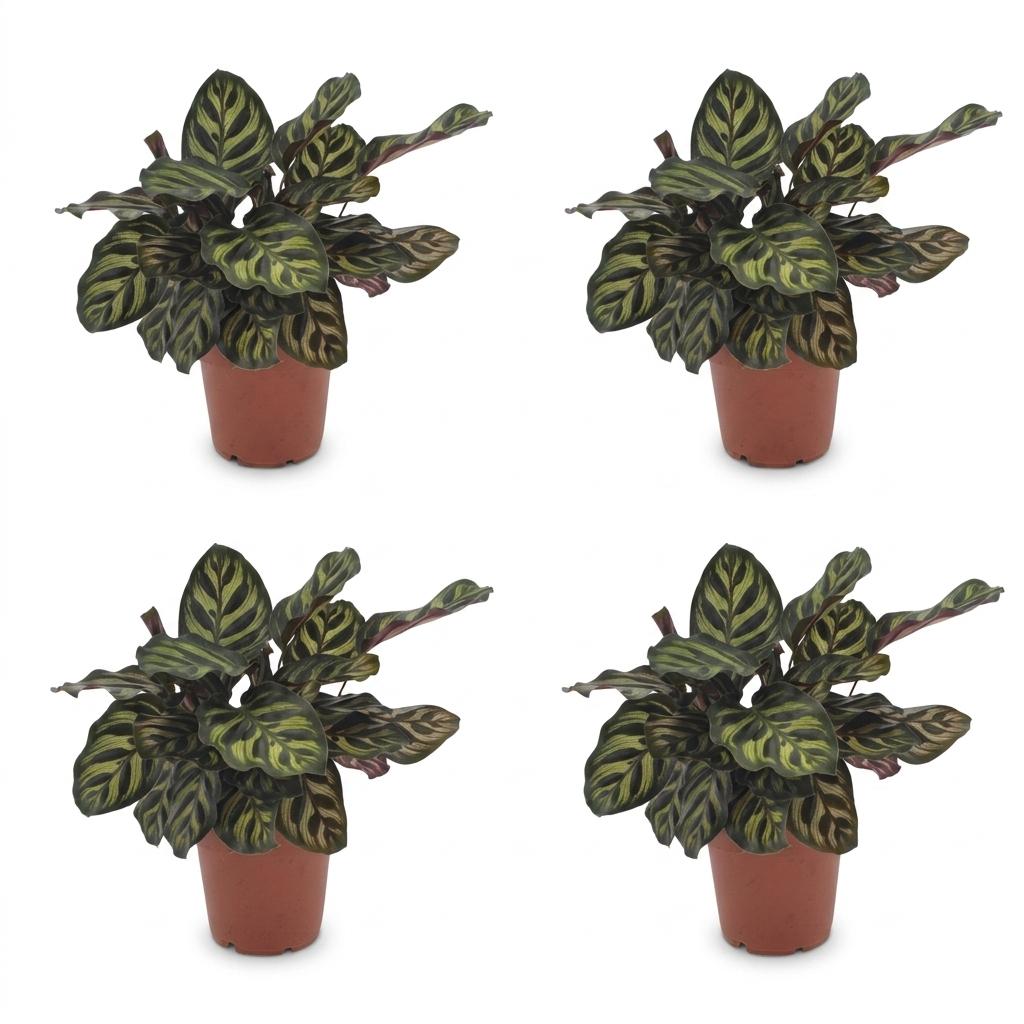 Green boutiQ - Calathea Makoyana - Peacock Plant - 4 Plants - Pot 12cm - Height - 25cm