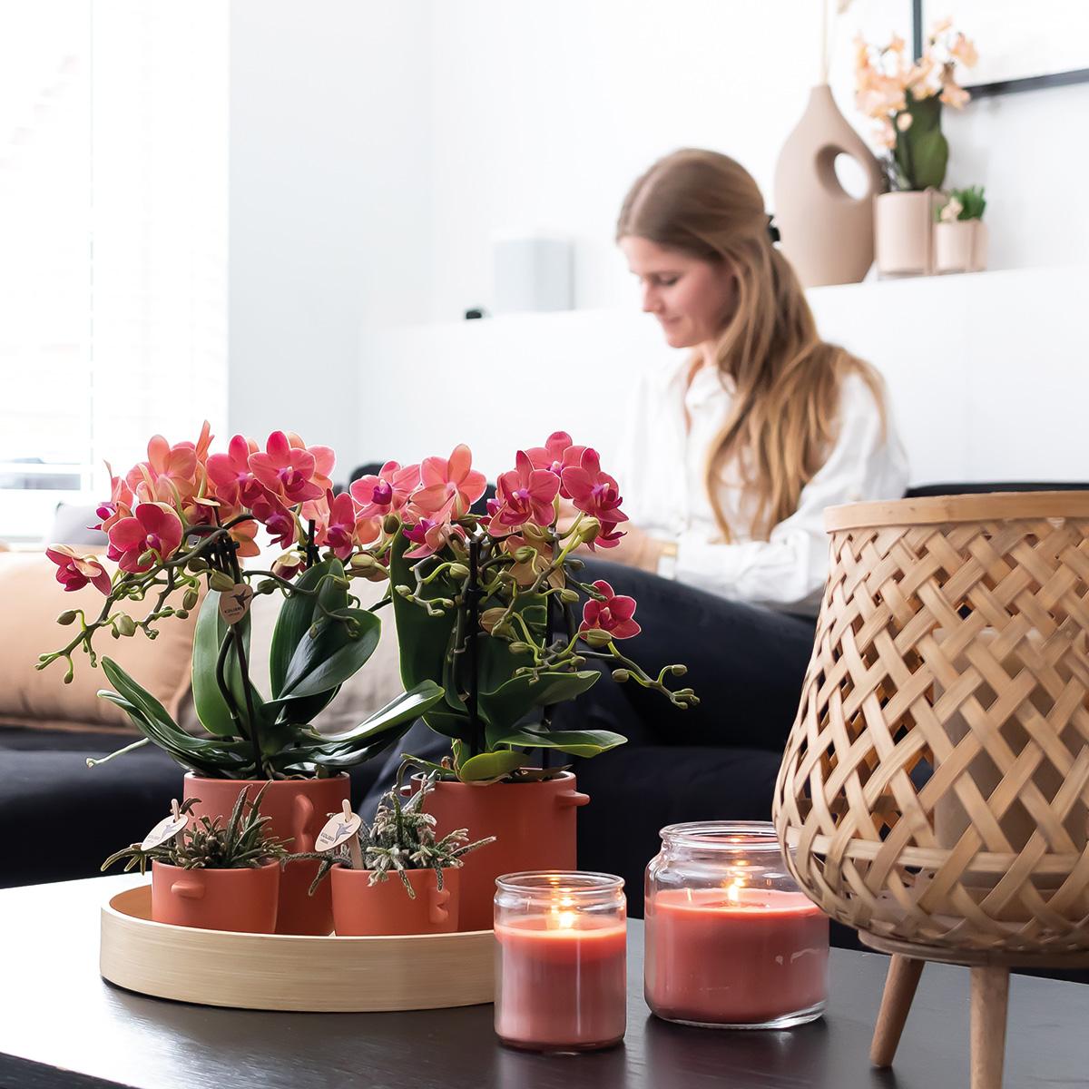 Orchidee colibrì | OFFERTA COMBI di 2 orchidee Phalaenopsis rosse - Congo - vaso Ø9cm pianta da appartamento fiorita - fresca dal coltivatore