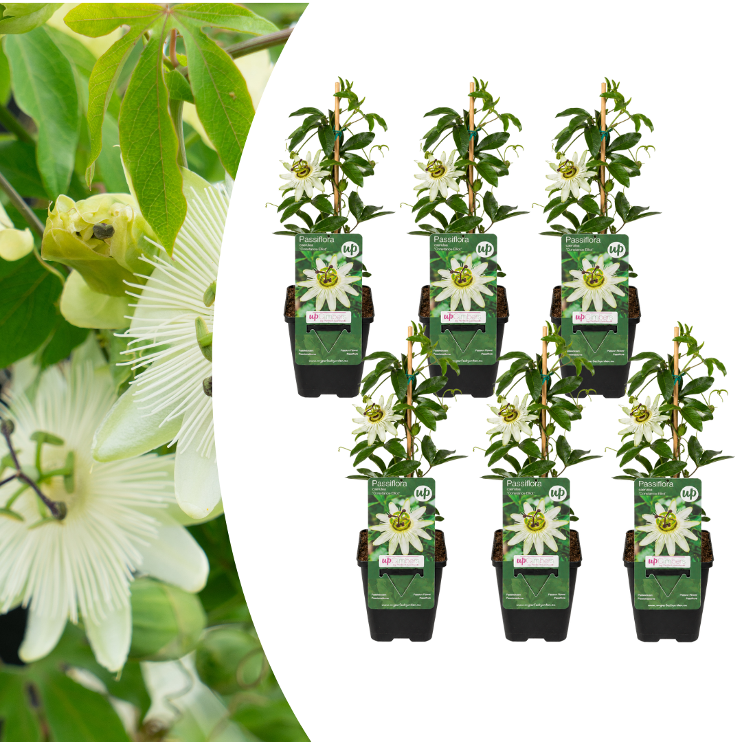 6x Passiflora caerulea ‘Constance Elliott’ – P9 pot – elegante wit bloeiende passiebloem