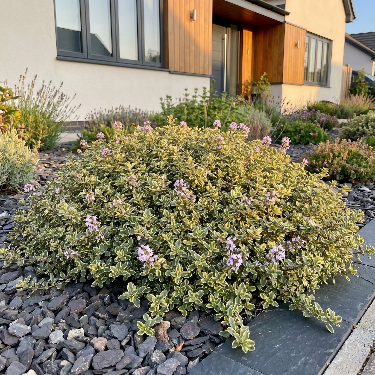 Vasteplant - Thymus citr. Sambesi - Citroentijm - Geurend - Geel - 1 Plant - Pot 11cm - Hoogte 15-25cm