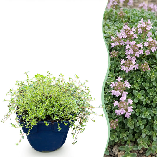 Vasteplant - Thymus praecox Minor - KruipTijm - Geurend - Roze - 24 Planten - Pot 11cm - Hoogte 15-25cm