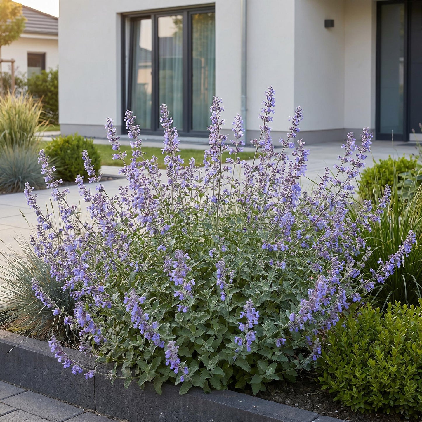Perennial - Nepeta faassenii 'Walker's Low' - Catmint - Bee and Butterfly Attractor - Blue - 1 Plant - 11cm Pot - Height 15-25cm