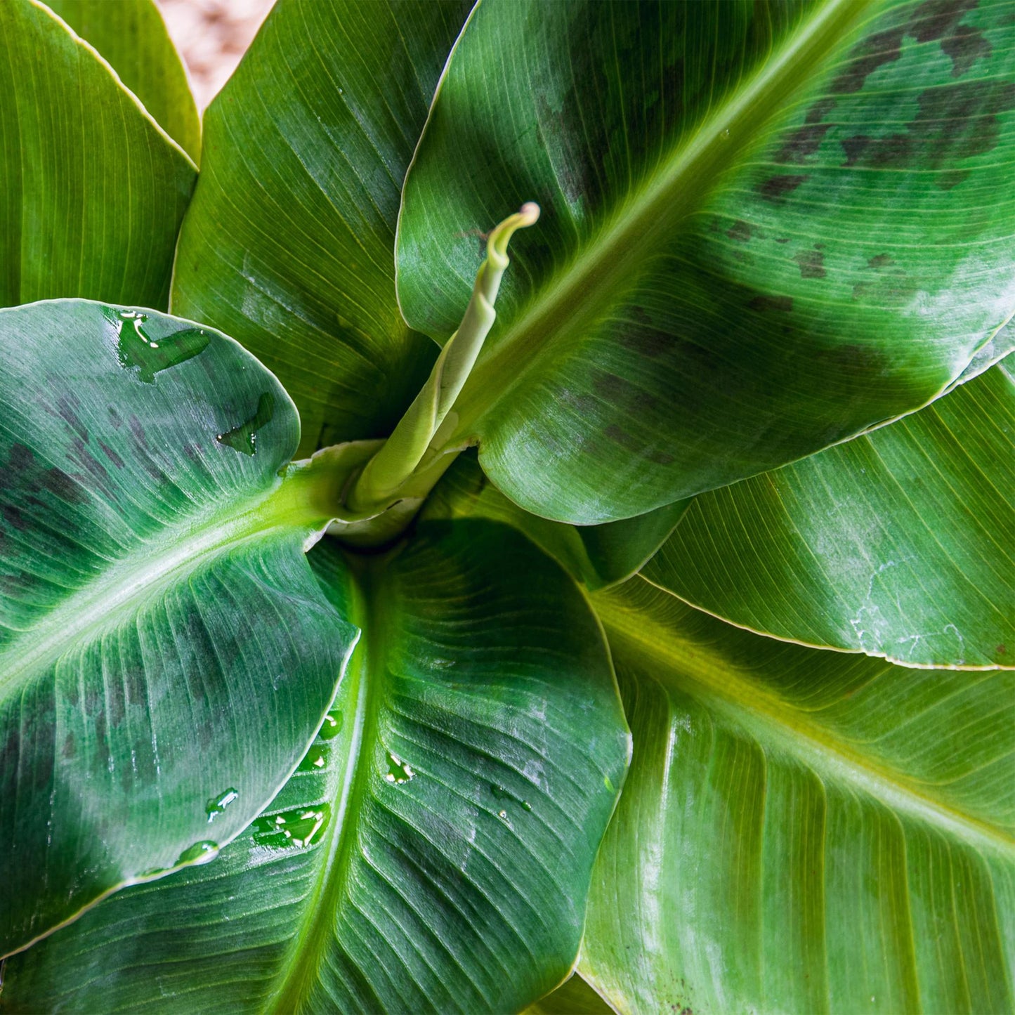Green is... Houseplants - Musa acuminata Dwarf Cavendish - Banana plant - Low maintenance - Green - 1 Plant - Pot 21cm - Height 70-75cm