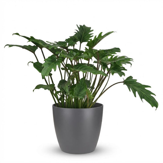 Green boutiQ - Houseplant - Philodendron - Philodendron Xanadu - Green - Low maintenance - 1 Plant - with Potter Grey - Pot 19cm - Height 60cm